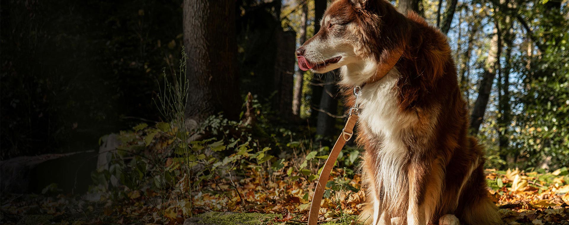 dog wearing Follopaw set - collar with v-buckle