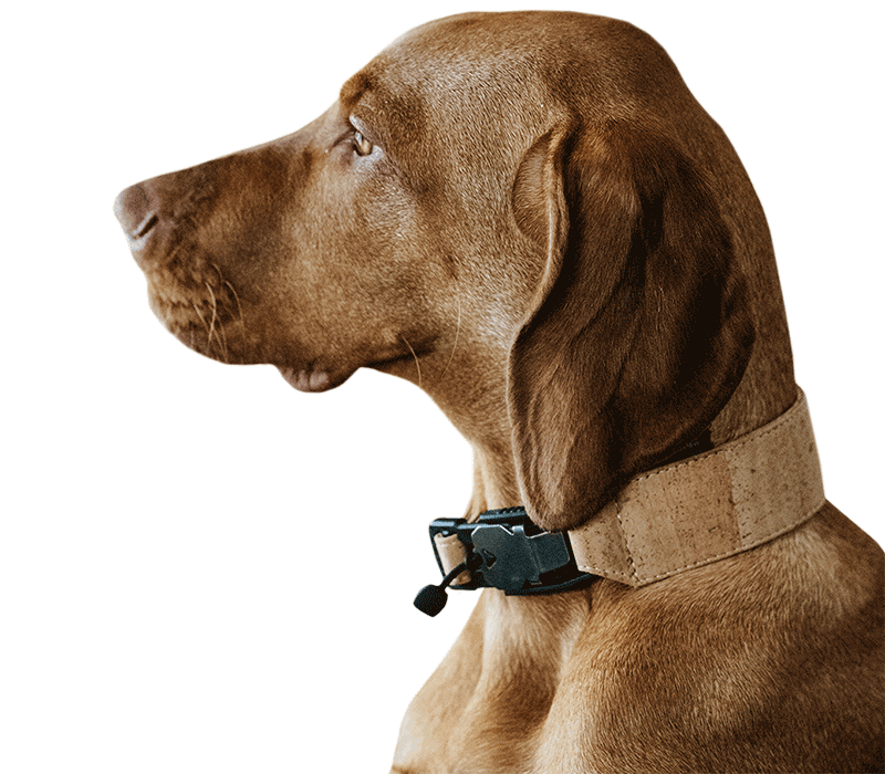 Dog with FollowPaw Collar 