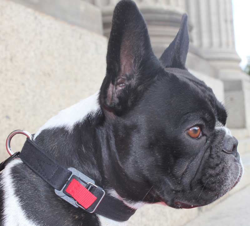 Dog wearing the Wagabone dog collar with the FIDLOCK HOOK alu 25 motorbike