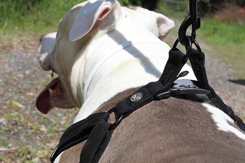 Dog waering the Wagabone harness with the FIDLOCK V-BUCKLE 25