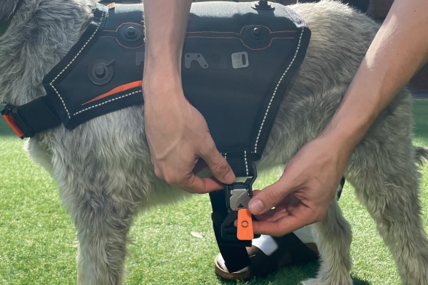 petmod dog harness with fidlock v-buckle