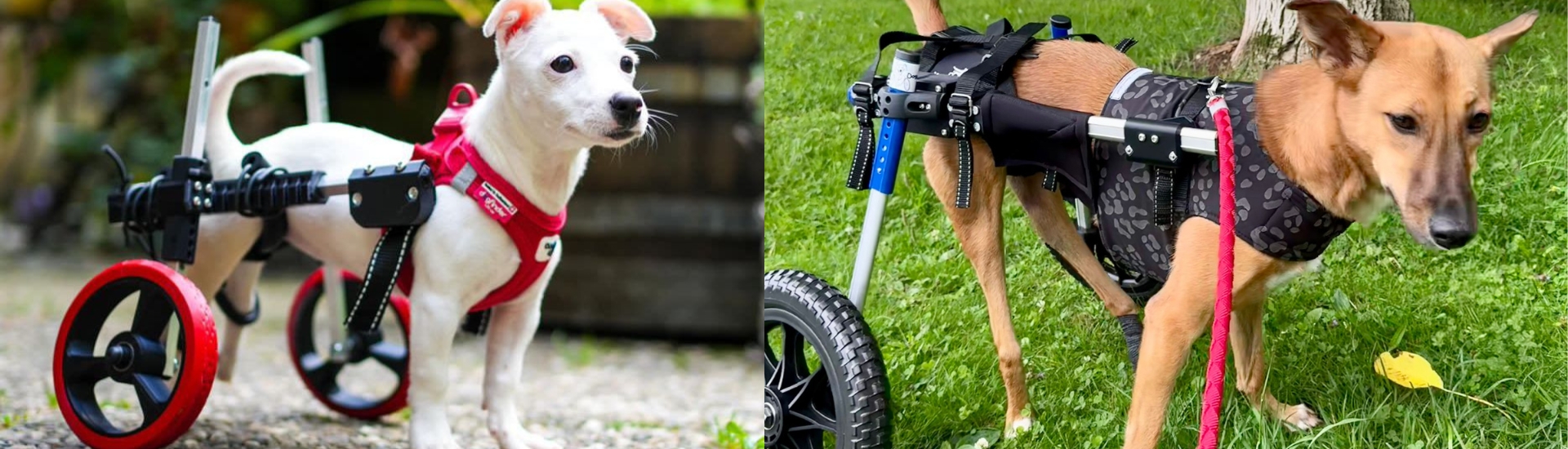 fullsize picture of pawthesis animal prosthesis