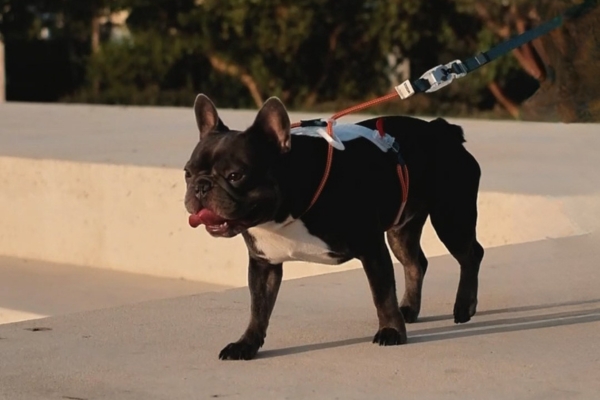 dog with the modux harness with fidlock buckles