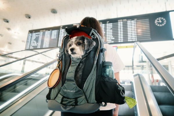 gear fidlock backpack pets