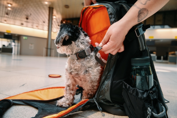 fidlock dog backpack