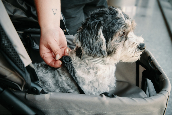fidlock dog carrier close up