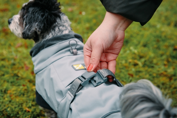 fidlock dog wearing a harness