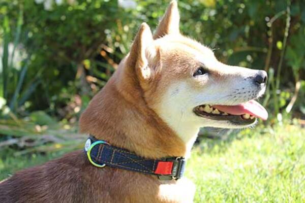 Dog wearing a collar by Wagabone with the HOOK 25 buckle by FIDLOCK