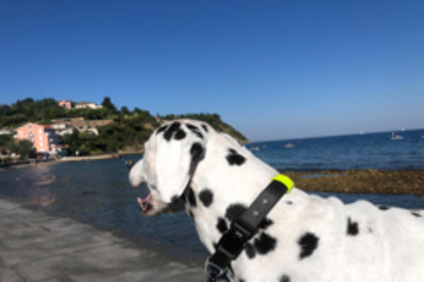 Dog wearing a collar by tagdog with the V-BUCKLE