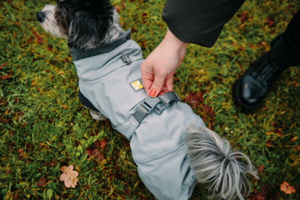 grey WOOFO pullover with little dog