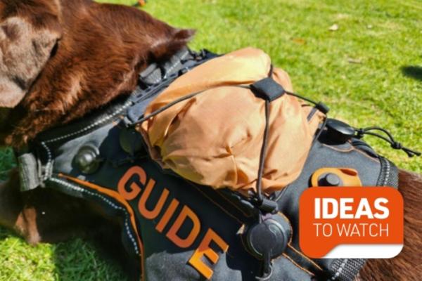 dog wearing a petmod harness with fidlock buckles