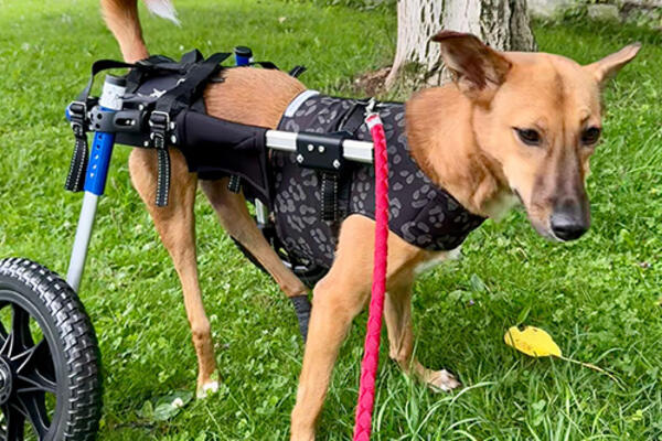 preview picture of animal prothesis by prothesis 