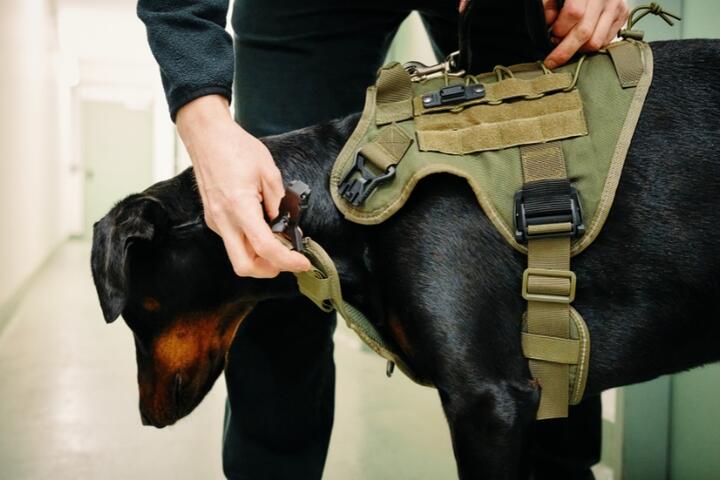 Dog with tactical harness with FIDLOCK buckles