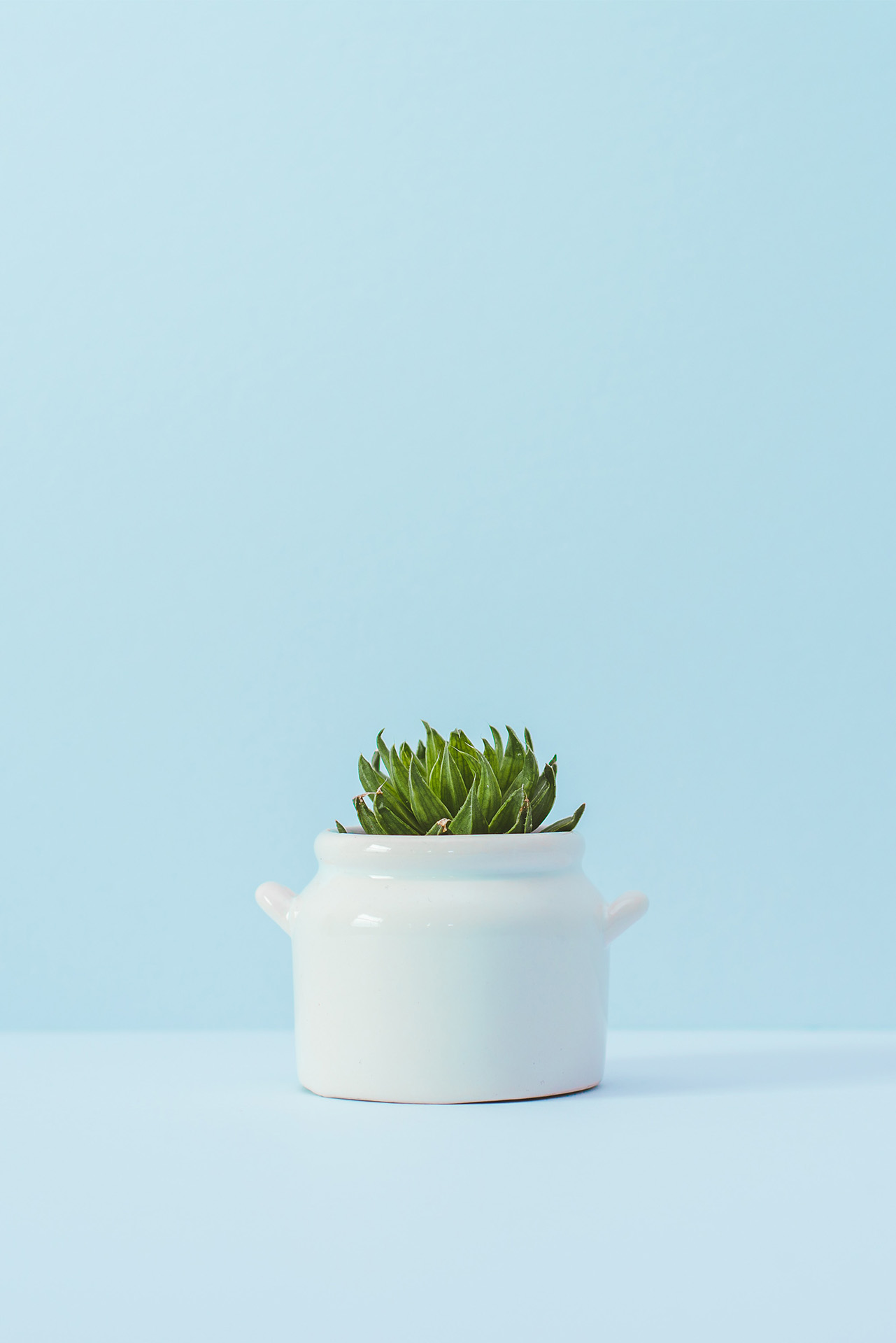 Succulent in a white pot in front of light blue background